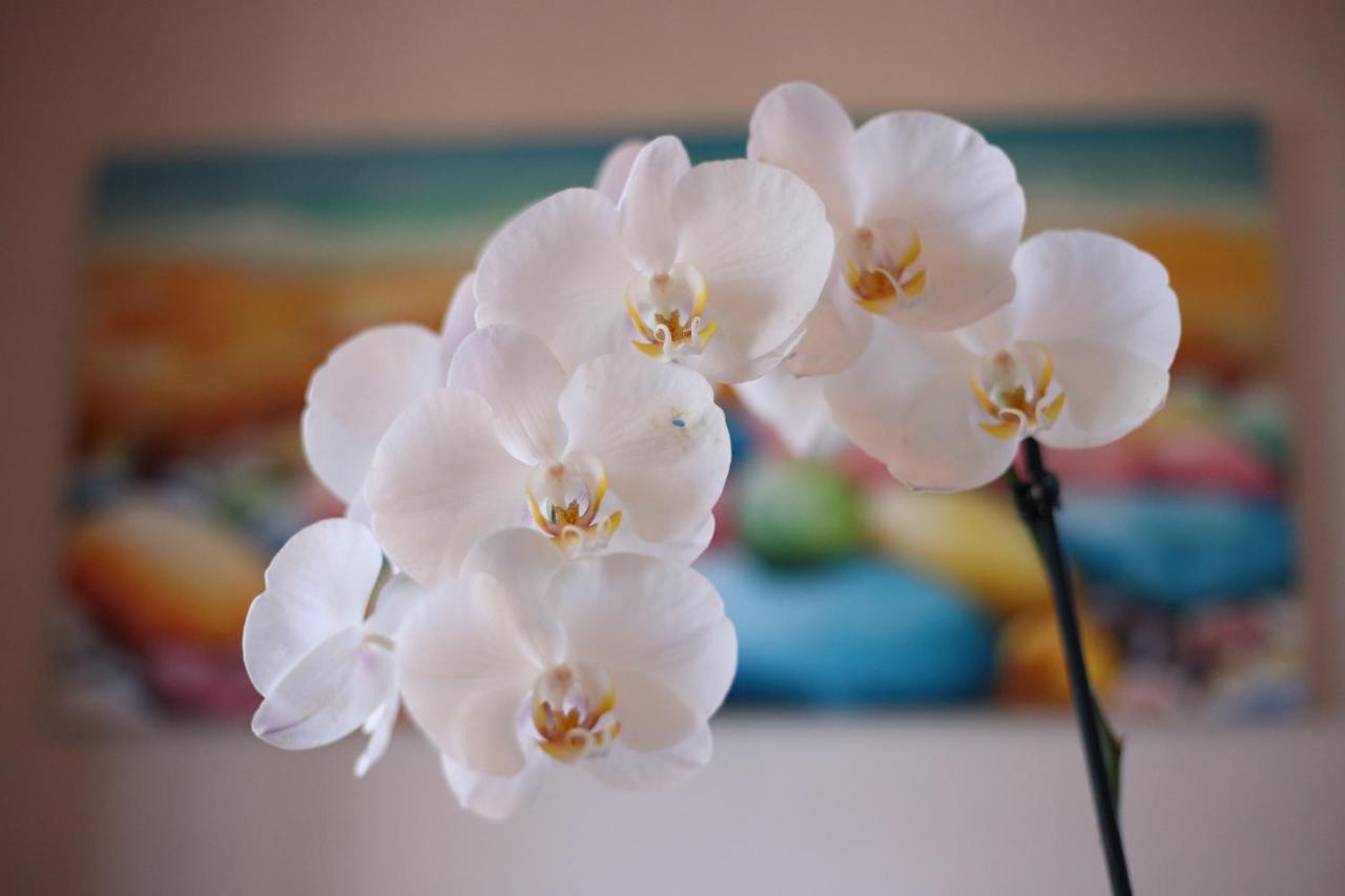 B&B Villa Orchidea リカーディ エクステリア 写真