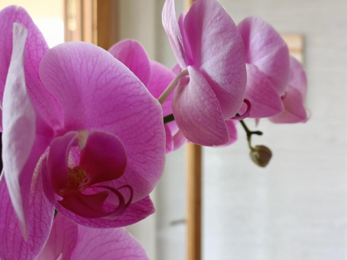 B&B Villa Orchidea リカーディ エクステリア 写真